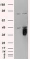 Tissue Factor Pathway Inhibitor antibody, LS-C34623, Lifespan Biosciences, Western Blot image 