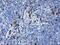Joining Chain Of Multimeric IgA And IgM antibody, MA5-25839, Invitrogen Antibodies, Immunohistochemistry paraffin image 