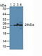 Glutathione S-Transferase Kappa 1 antibody, LS-C294258, Lifespan Biosciences, Western Blot image 