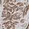 Rho GTPase-activating protein 33 antibody, HPA030117, Atlas Antibodies, Immunohistochemistry frozen image 