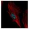 Nucleolar Protein 6 antibody, NBP2-19562, Novus Biologicals, Immunocytochemistry image 