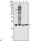 Superoxide Dismutase 1 antibody, LS-C812779, Lifespan Biosciences, Western Blot image 