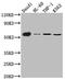 CD27 Molecule antibody, CSB-RA953976A0HU, Cusabio, Western Blot image 