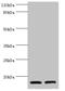 Cystatin C antibody, CSB-PA06197A0Rb, Cusabio, Western Blot image 