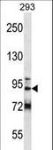 GRIP And Coiled-Coil Domain Containing 1 antibody, LS-C166406, Lifespan Biosciences, Western Blot image 