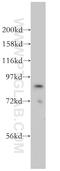 ArfGAP With Coiled-Coil, Ankyrin Repeat And PH Domains 2 antibody, 14029-1-AP, Proteintech Group, Western Blot image 