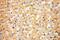 Lactotransferrin antibody, 10933-1-AP, Proteintech Group, Immunohistochemistry frozen image 