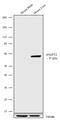 Angiopoietin 2 antibody, 711186, Invitrogen Antibodies, Western Blot image 