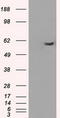 PPT antibody, CF500597, Origene, Western Blot image 