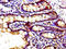 G Protein-Coupled Receptor 39 antibody, LS-C671658, Lifespan Biosciences, Immunohistochemistry paraffin image 