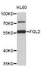 Fibrinogen Like 2 antibody, STJ23660, St John