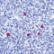 Human IgD antibody, LS-C88650, Lifespan Biosciences, Immunohistochemistry frozen image 