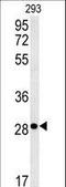 Flotillin 2 antibody, LS-C167786, Lifespan Biosciences, Western Blot image 