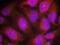 Cycb1 antibody, GTX50663, GeneTex, Immunocytochemistry image 