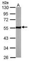 Tubulin antibody, TA309059, Origene, Western Blot image 