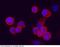 Ly6/PLAUR domain-containing protein 3 antibody, 11836-R213, Sino Biological, Immunohistochemistry paraffin image 