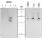 TNF Receptor Associated Factor 4 antibody, AF3279, R&D Systems, Western Blot image 