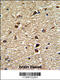 Exportin 1 antibody, 62-402, ProSci, Immunohistochemistry paraffin image 