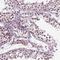 REST corepressor 3 antibody, HPA007413, Atlas Antibodies, Immunohistochemistry frozen image 