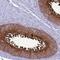 Epididymal Sperm Binding Protein 1 antibody, NBP2-13957, Novus Biologicals, Immunohistochemistry frozen image 