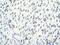 TDP43 antibody, ARP38942_T100, Aviva Systems Biology, Immunohistochemistry frozen image 