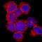 Solute Carrier Family 3 Member 2 antibody, MAB5920, R&D Systems, Immunofluorescence image 