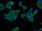 Saccharopine Dehydrogenase (Putative) antibody, 24941-1-AP, Proteintech Group, Immunofluorescence image 