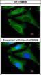 Interleukin 1 Receptor Antagonist antibody, GTX106490, GeneTex, Immunocytochemistry image 