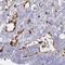Testis Expressed 12 antibody, NBP2-32656, Novus Biologicals, Immunohistochemistry frozen image 