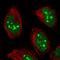 RNA Polymerase I Subunit E antibody, HPA052400, Atlas Antibodies, Immunofluorescence image 