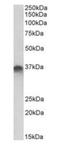 Syntaxin 11 antibody, orb176734, Biorbyt, Western Blot image 