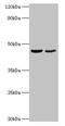 Obg-like ATPase 1 antibody, CSB-PA016318HA01HU, Cusabio, Western Blot image 