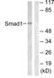 SMAD Family Member 1 antibody, abx012822, Abbexa, Western Blot image 