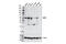 Matrix Metallopeptidase 1 antibody, 54376S, Cell Signaling Technology, Western Blot image 