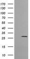 Kallikrein Related Peptidase 8 antibody, LS-C174689, Lifespan Biosciences, Western Blot image 