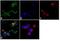 CD44 antibody, MA5-13890, Invitrogen Antibodies, Immunofluorescence image 