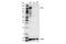 CD11C antibody, 45581S, Cell Signaling Technology, Western Blot image 