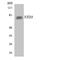 Frizzled Class Receptor 3 antibody, LS-C291963, Lifespan Biosciences, Western Blot image 