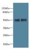 Family With Sequence Similarity 118 Member B antibody, LS-C379199, Lifespan Biosciences, Western Blot image 