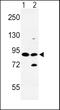 Sodium/calcium exchanger 1 antibody, MBS9215051, MyBioSource, Western Blot image 