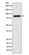 Cullin 3 antibody, M00747, Boster Biological Technology, Western Blot image 