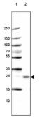 Poly(A) Binding Protein Nuclear 1 antibody, NBP1-82481, Novus Biologicals, Western Blot image 