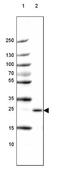 Polyadenylate-binding protein 2 antibody, NBP1-82481, Novus Biologicals, Western Blot image 