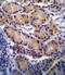 Cytochrome P450 Family 2 Subfamily S Member 1 antibody, 56-554, ProSci, Immunohistochemistry frozen image 