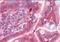 Catechol-O-Methyltransferase antibody, NB100-41387, Novus Biologicals, Immunohistochemistry frozen image 