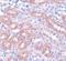 Anaphase Promoting Complex Subunit 5 antibody, NBP1-77154, Novus Biologicals, Immunohistochemistry paraffin image 