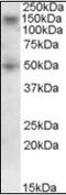 Ring Finger Protein 139 antibody, orb96401, Biorbyt, Western Blot image 