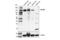 Neuronal Cell Adhesion Molecule antibody, 55284S, Cell Signaling Technology, Western Blot image 
