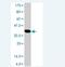 HECT And RLD Domain Containing E3 Ubiquitin Protein Ligase 5 antibody, H00051191-A01, Novus Biologicals, Western Blot image 