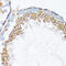 Catenin Alpha 1 antibody, 19-768, ProSci, Immunohistochemistry frozen image 